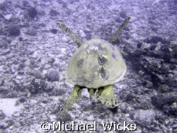 Giant Sea Turtle "flying" of the Oahu by Michael Wicks 